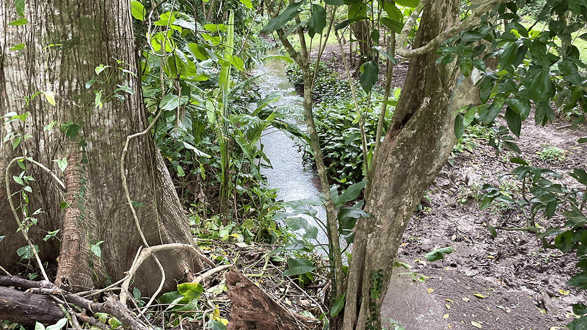 casas-arbol-grande-21