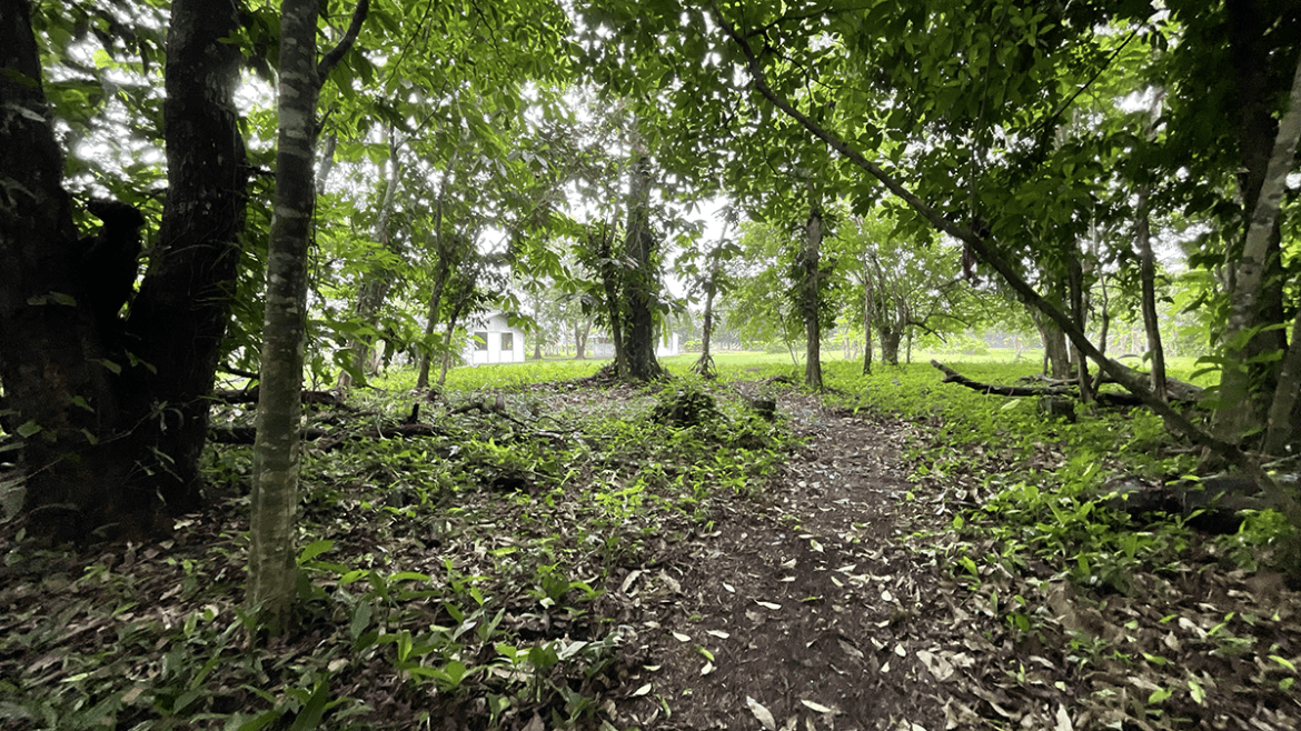 casas-arbol-grande-26