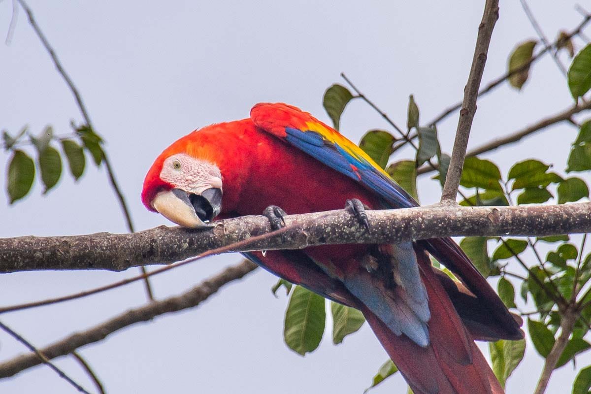A-macaw-in-Carara-National-Park-Jaco-Costa-Rica