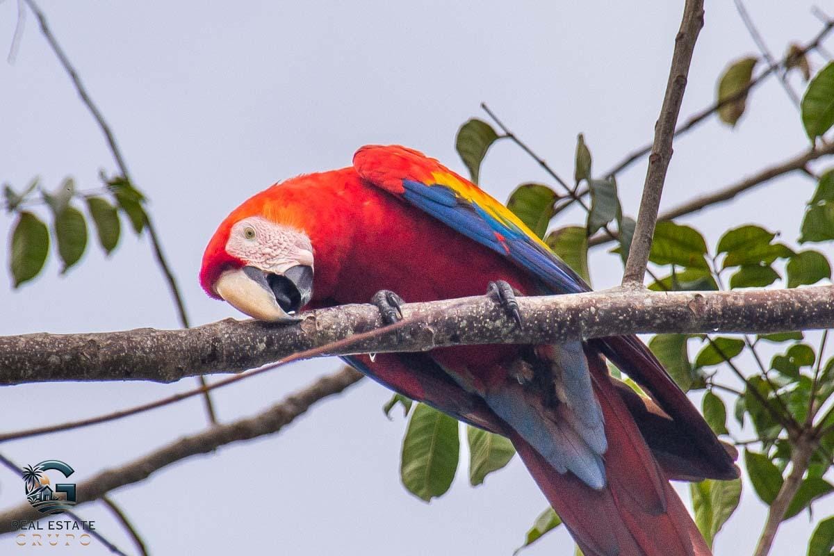 A-macaw-in-Carara-National-Park-Jaco-Costa-Rica