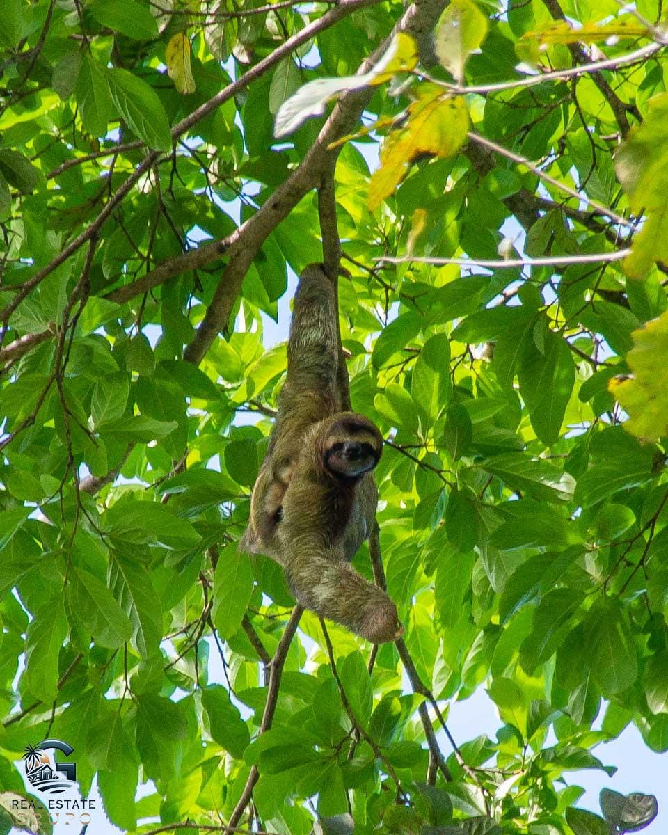A-sloth-in-Manuel-Antonio-National-Park