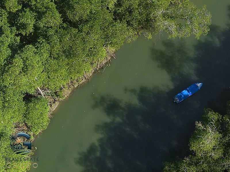 Mangroves aerial