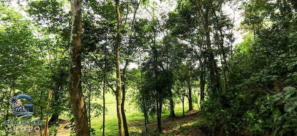 Pavones-Development-Beachfront-25-980x450