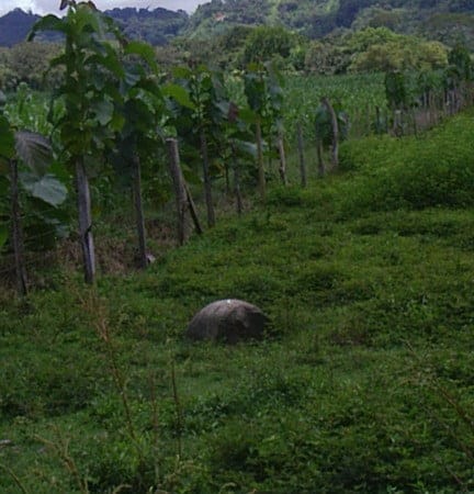 Puerto-Cortes-07-432x450