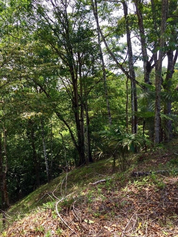 ll1500072_img-8_large-min