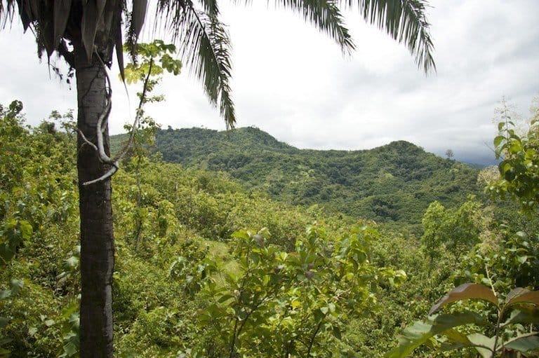 ll1700087_img-4_large-min