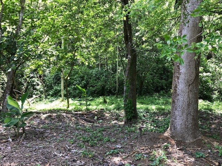 ll1700087_img-7_large-min