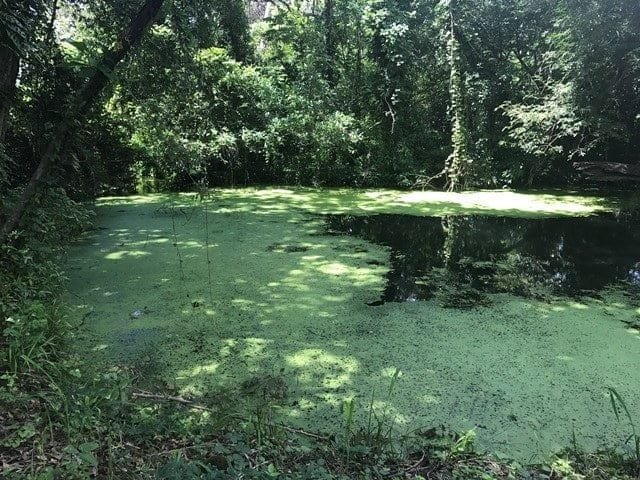 ll1700161_img-17_large-min