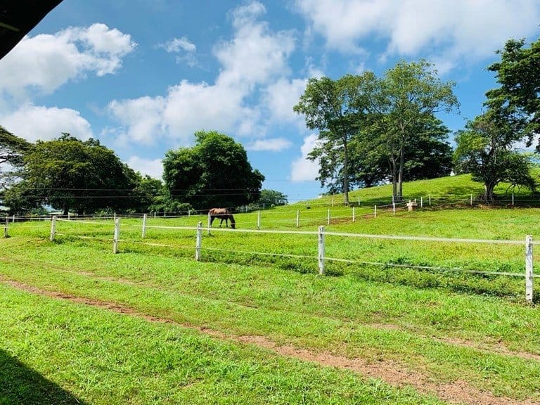 ll1900234_img-8_large-min