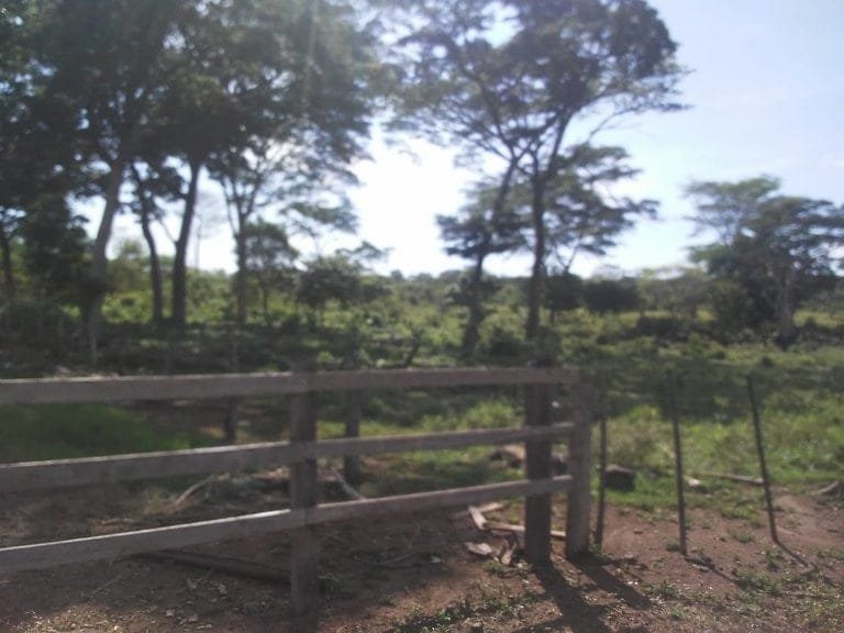 ll1900258_img-11_large-min