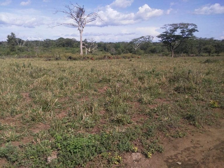 ll1900258_img-3_large-min