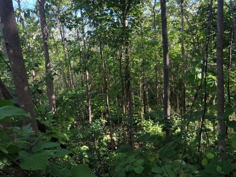 ll1900301_img-19_large-min