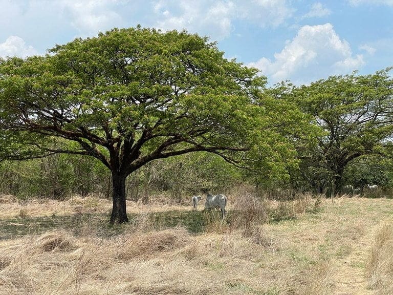 ll2100313_img-13_large-min