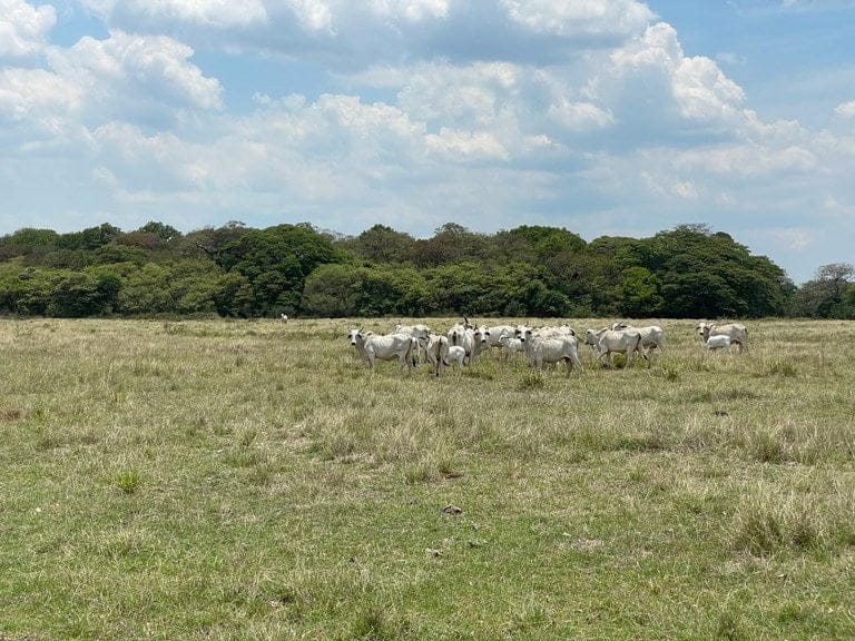 ll2100313_img-16_large-min