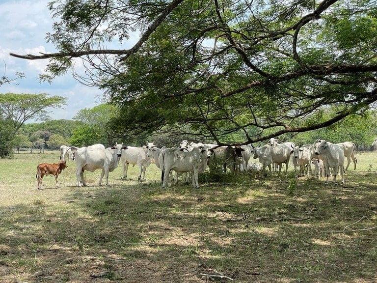 ll2100313_img-2_large-min