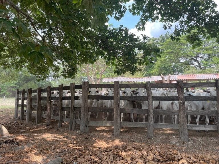 ll2100313_img-4_large-min