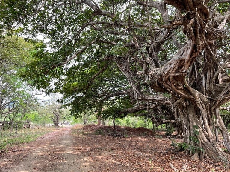 ll2100313_img-7_large-min