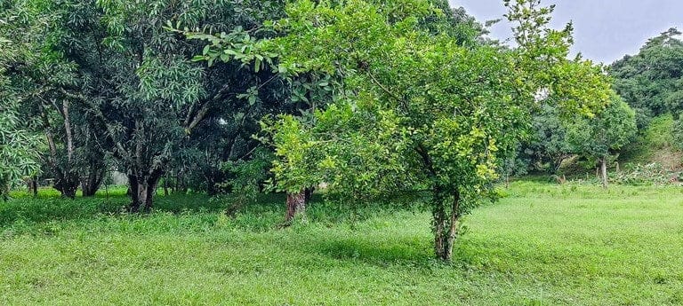 ll2100390_img-3_large-min