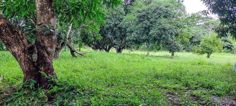 ll2100390_img_large-min