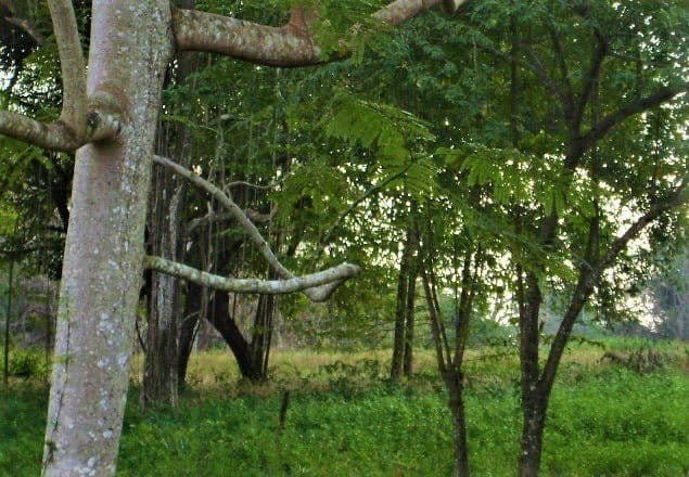 ll2200082_img-10_large-min