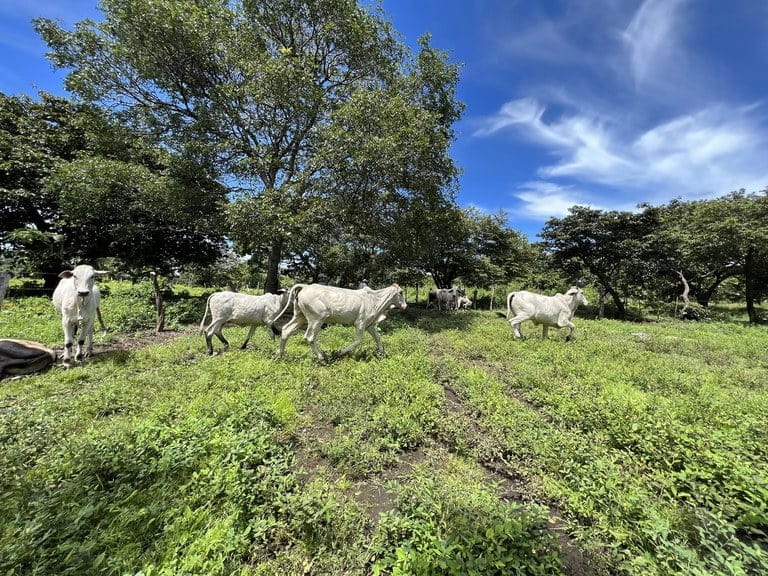 ll2200260_img-14_large-min