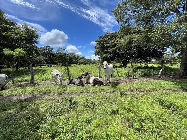 ll2200260_img-15_large-min