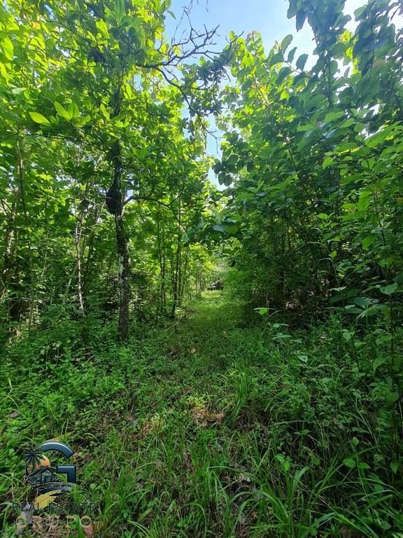 ll2300226_img-5_large