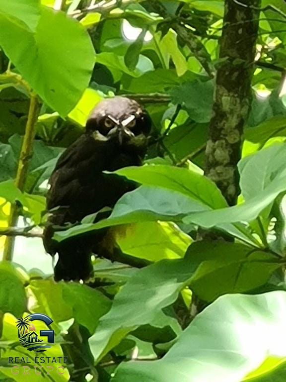 ll2300226_img-7_large