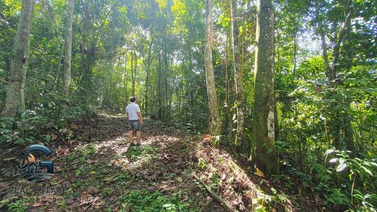 ll2300347_img-4_large