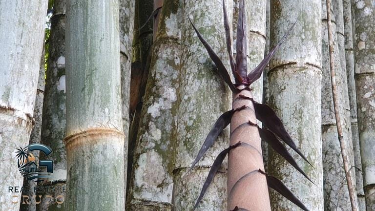 ll2300348_img-8_large