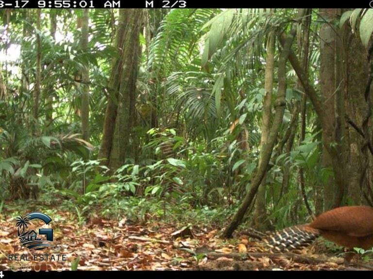 ll2300364_img-41_large