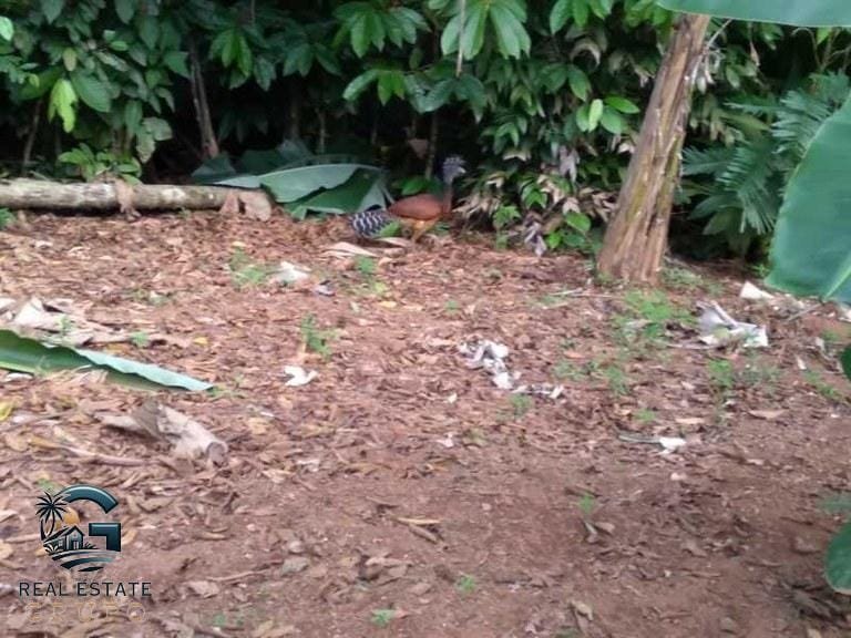 ll2300364_img-46_large