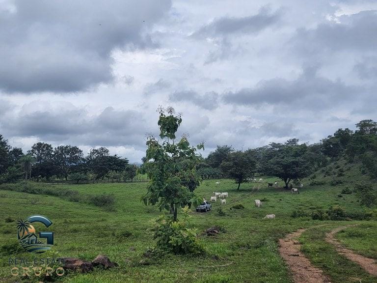 ll2300472_img-7_large-min