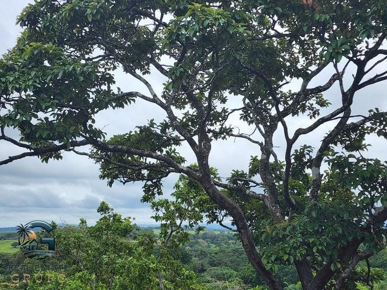 ll2300472_img-9_large-min