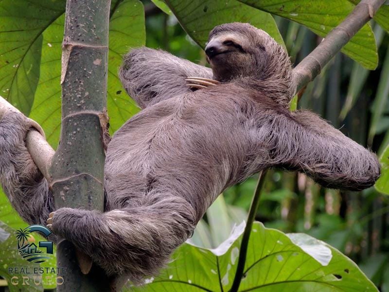 sloth-1