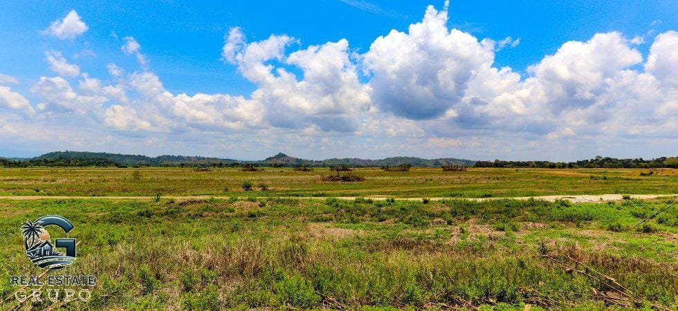 zancudo-rice-farm-21-of-43-980x450