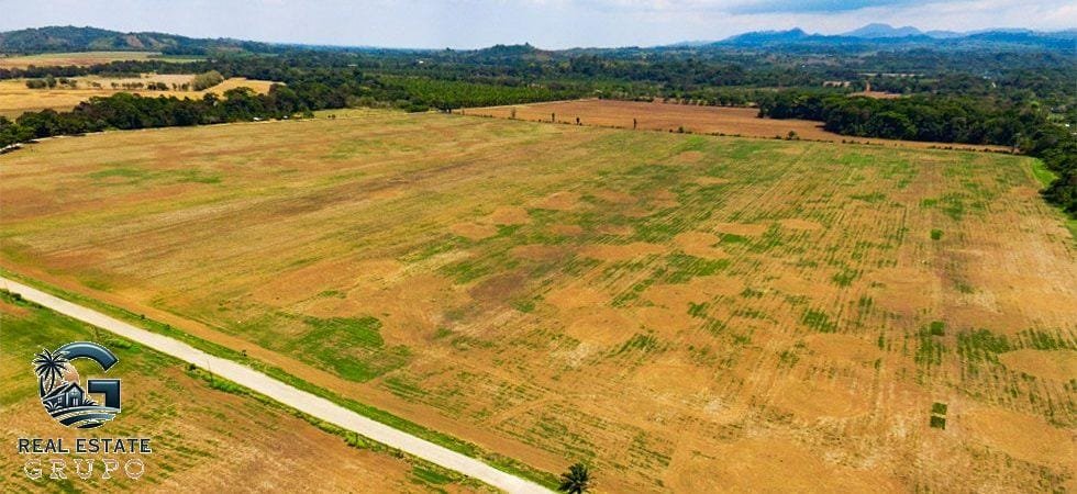 zancudo-rice-farm-27-of-43-980x450