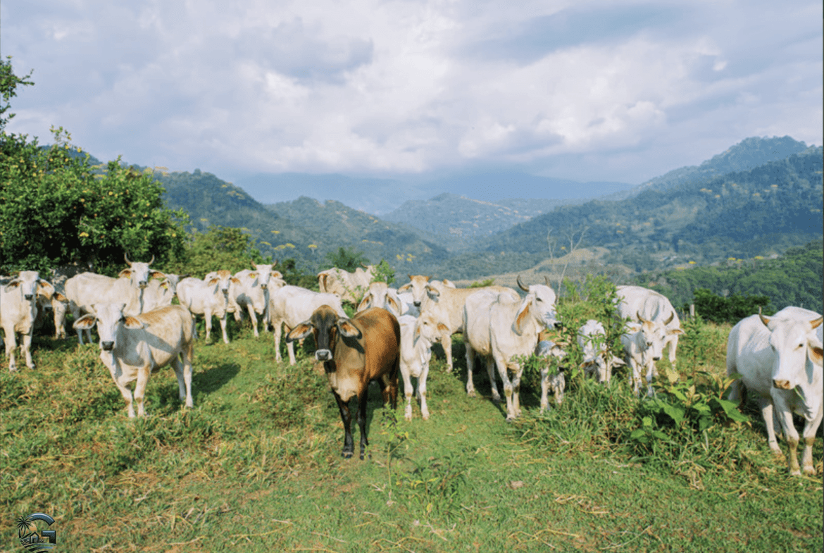 צילום מסך 2024-02-04 ב-17.31.33