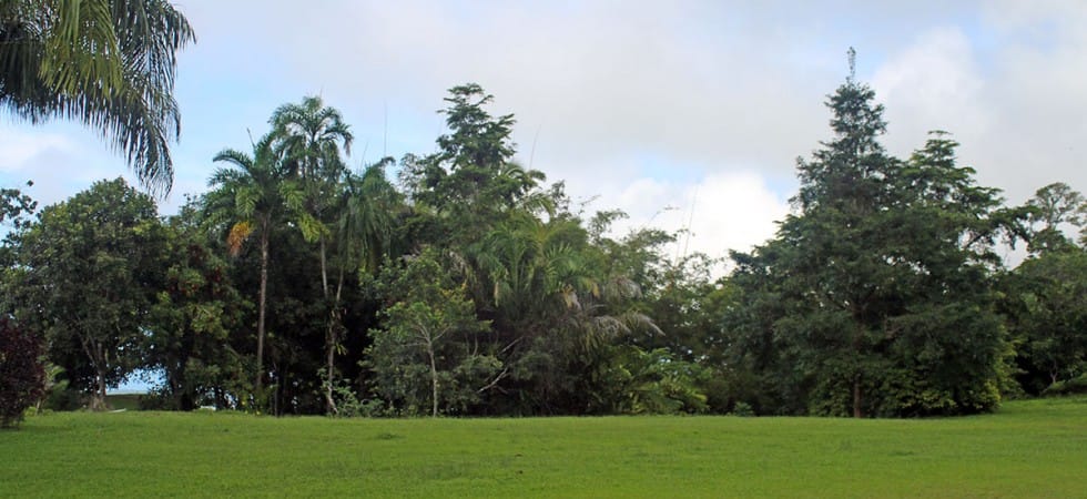 IMG_4273-980x450-min