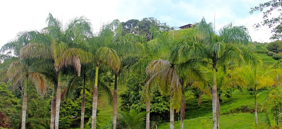 IMG_4279-980x450-min