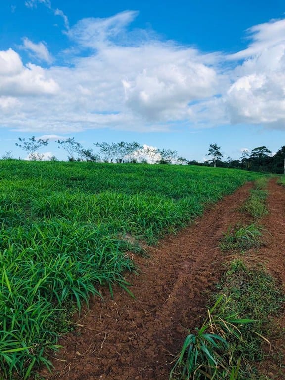 cs2300071_img-33_large