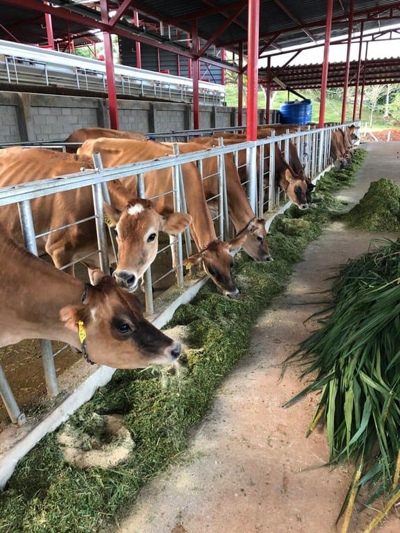 cs2300071_img-41_large