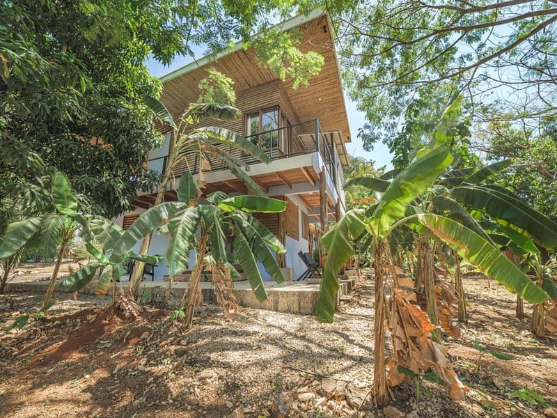 Blue from banana trees