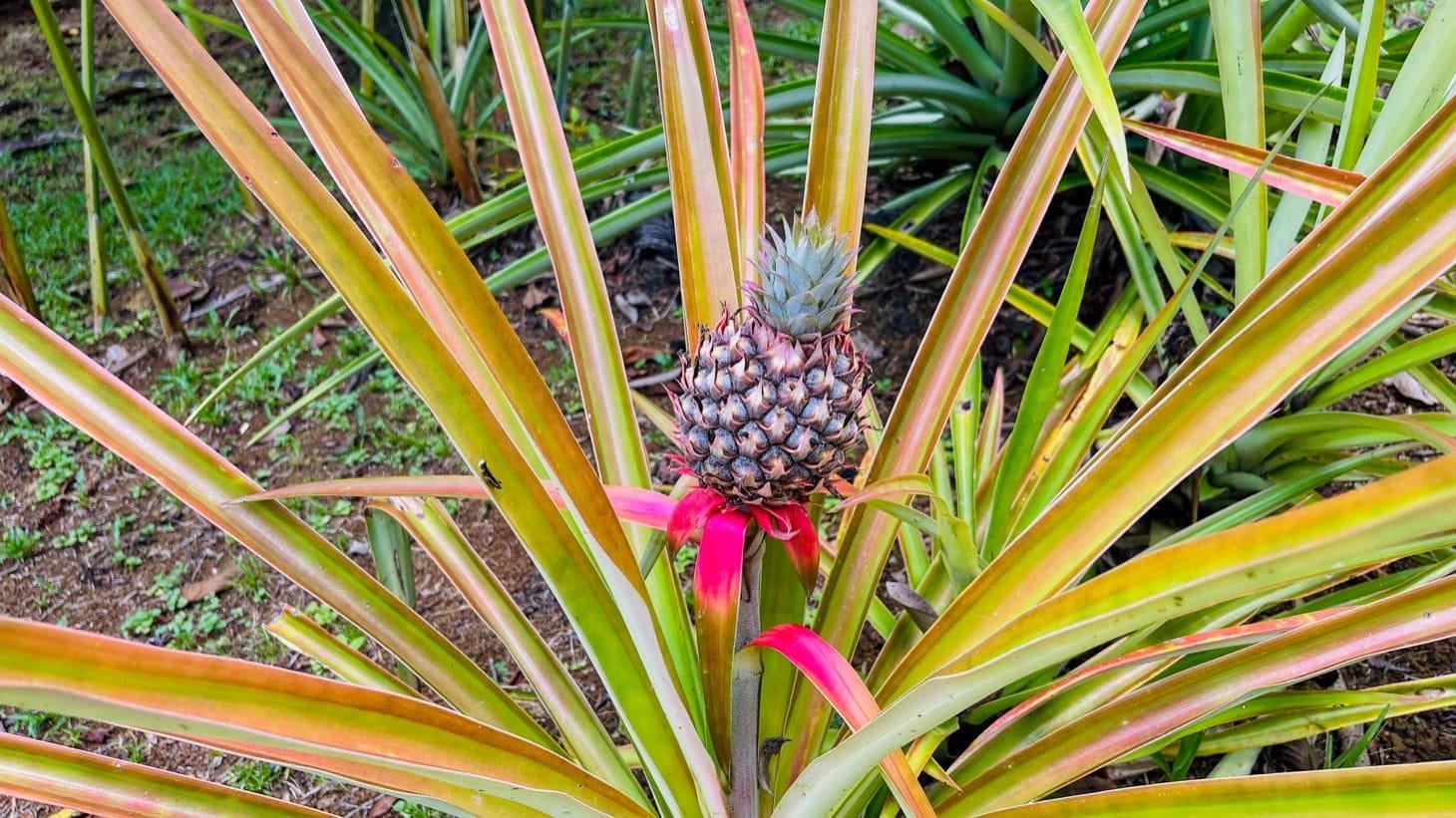 5501-Ojochal-Finca-Maranon-Riverfront-House-Guesthouse_23-min