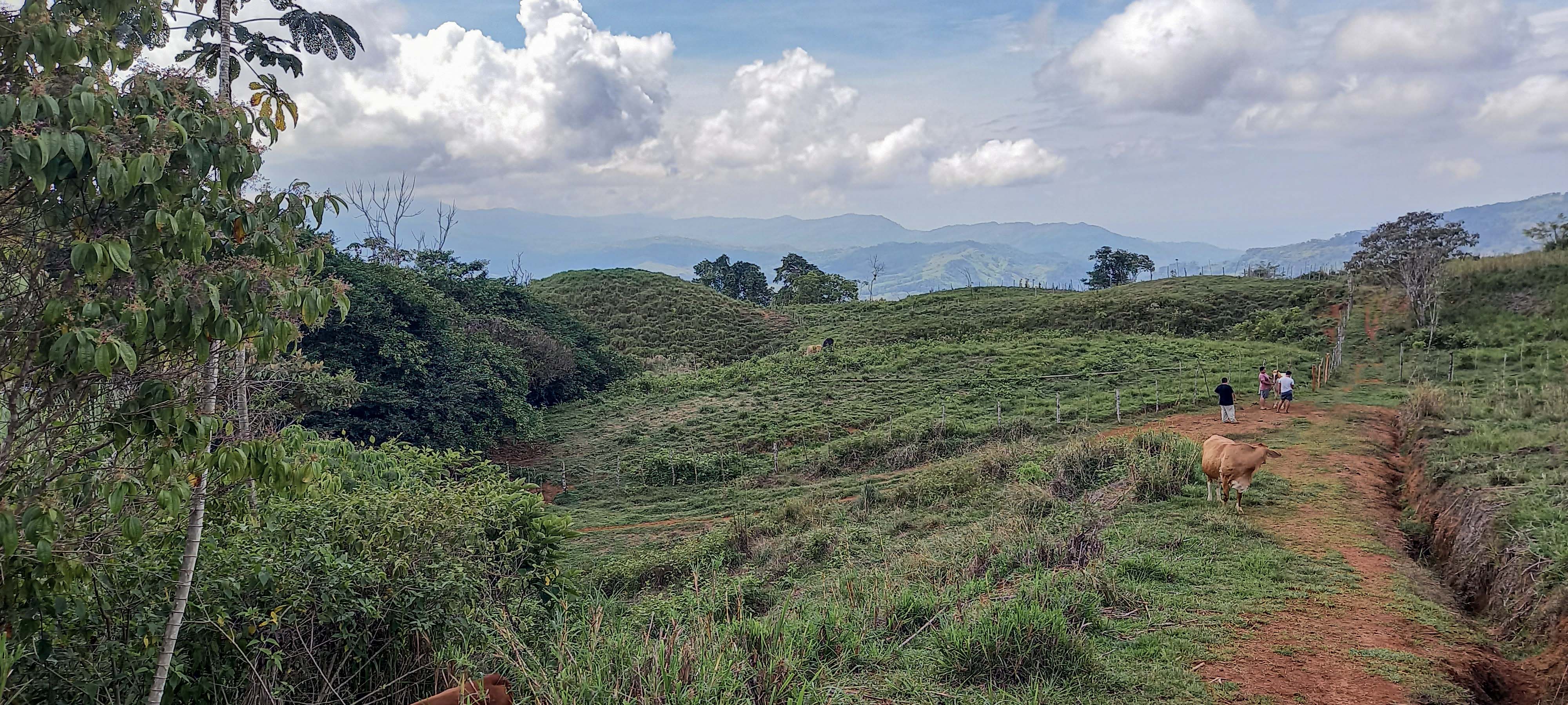 GreenLeaf-072-004-min