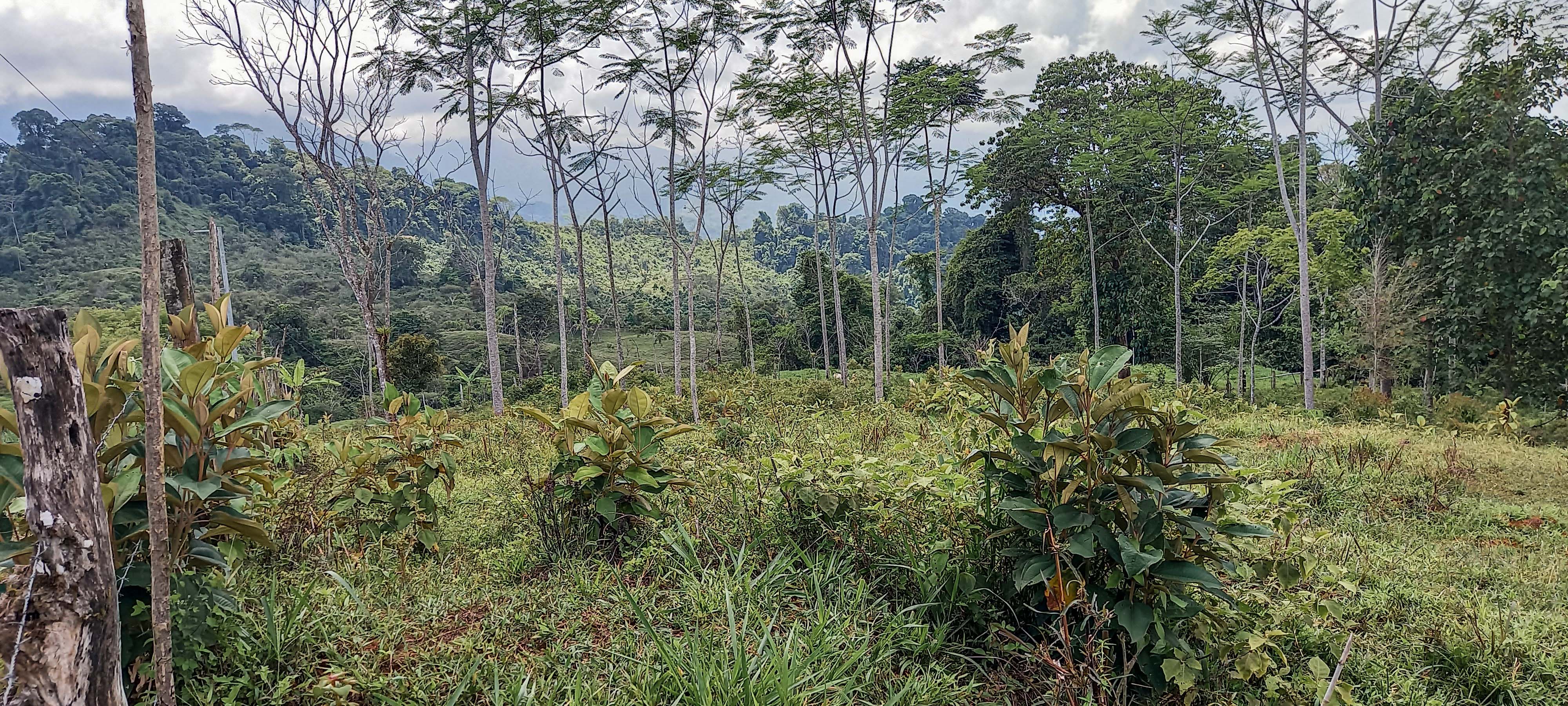 GreenLeaf-072-018-min