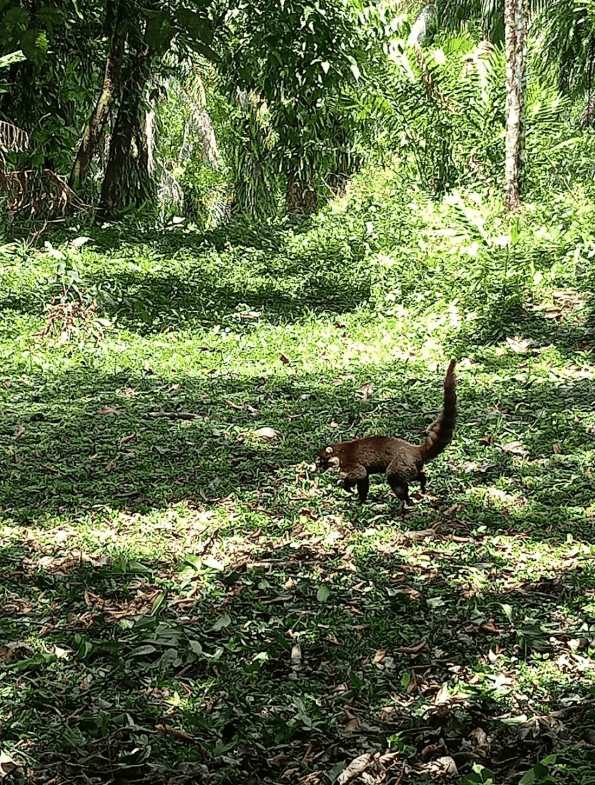 Screenshot 2024-06-16 at 11.23.34-min