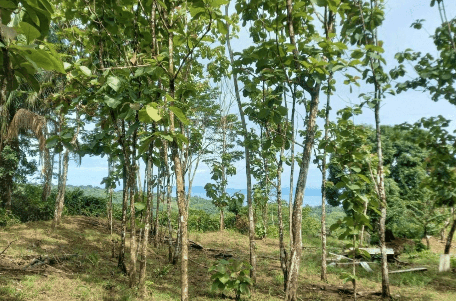 Screenshot 2024-06-17 at 10.12.05-min