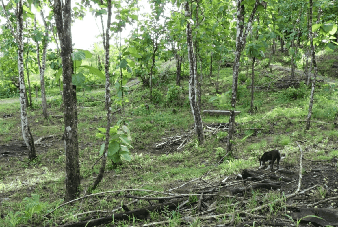 Screenshot 2024-06-17 at 10.12.12-min