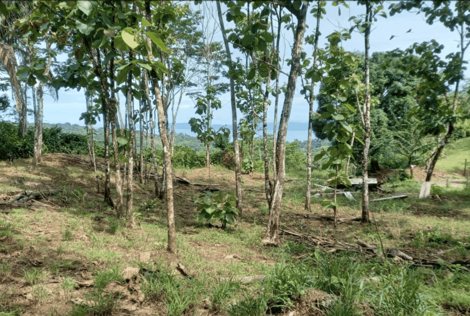 Screenshot 2024-06-17 at 10.12.19-min